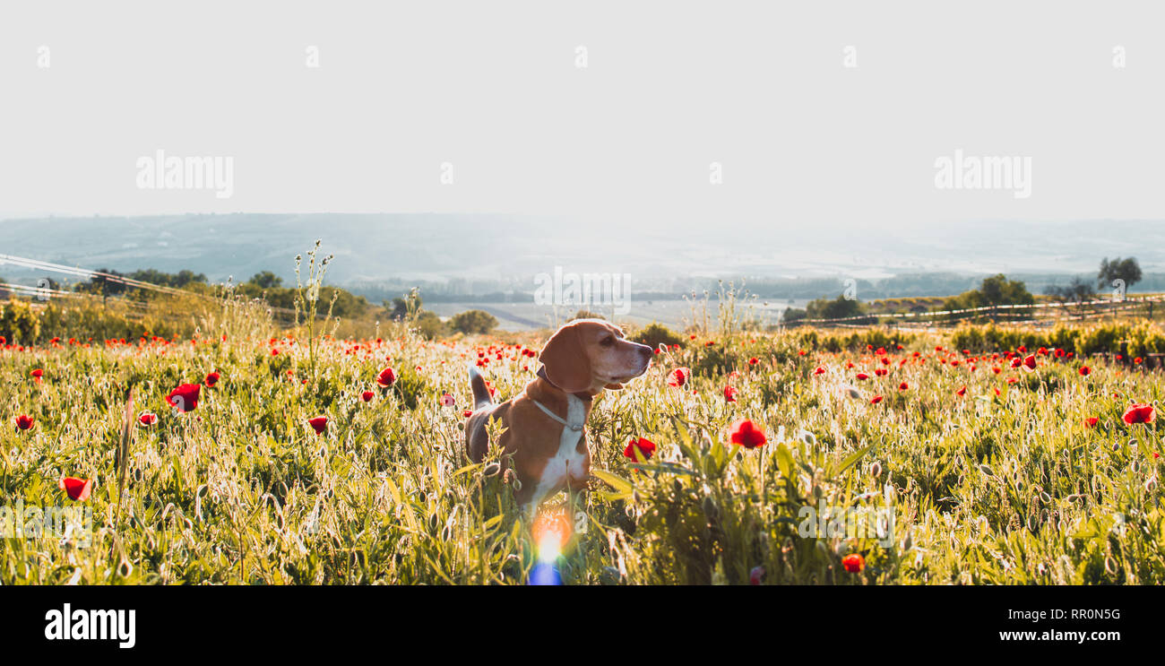 Beagle Hund auf einer Wiese von wilden Blumen und Mohn. Frühling panorama Blick auf den Sonnenuntergang. Stockfoto