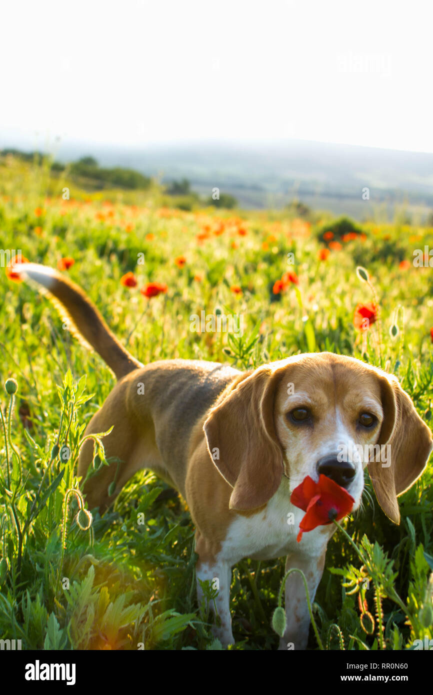 Beagle Hund riechenden Mohnblüte auf einer Wiese. Hund, wilde Blumen und Mohn Stockfoto