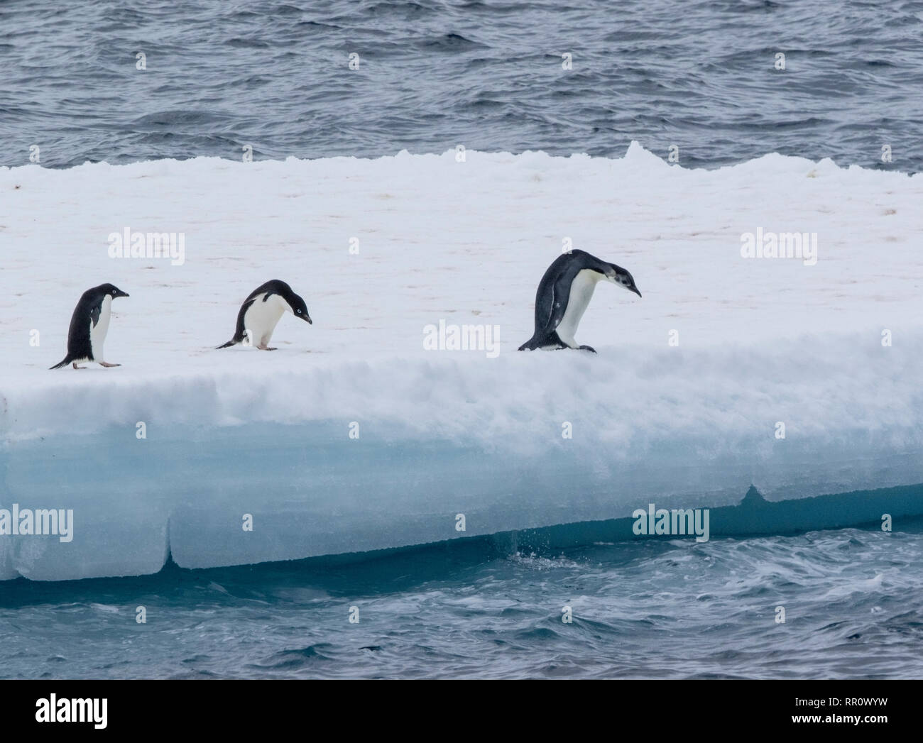 Kaiser penguinImmature Vogel springen Eisberg in der Nähe von Adelie Pinguine in der Antarktis Stockfoto