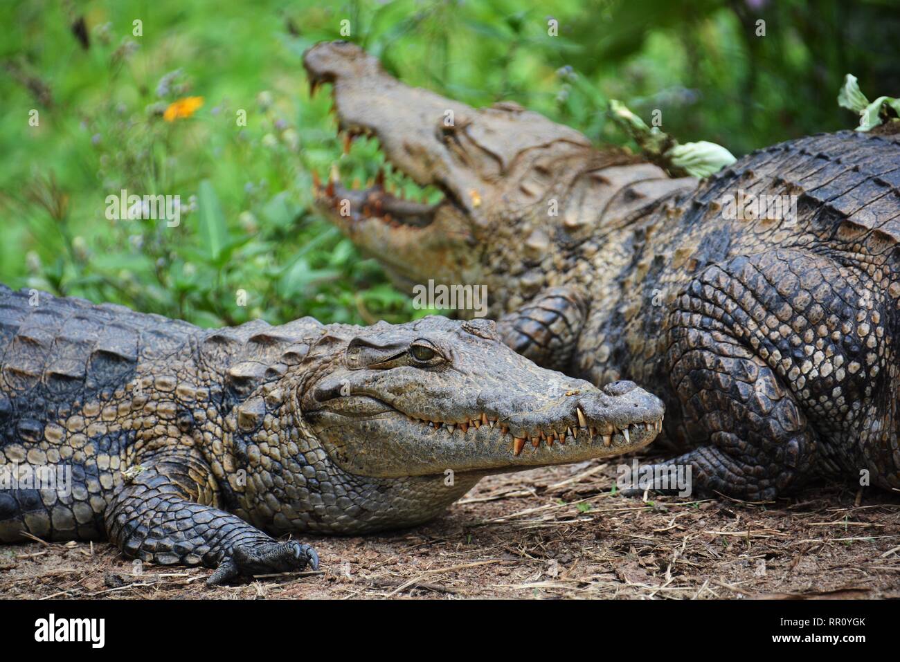 Krokodile auf einer sumpfigen Ufer in Ghana, September 2017. Stockfoto