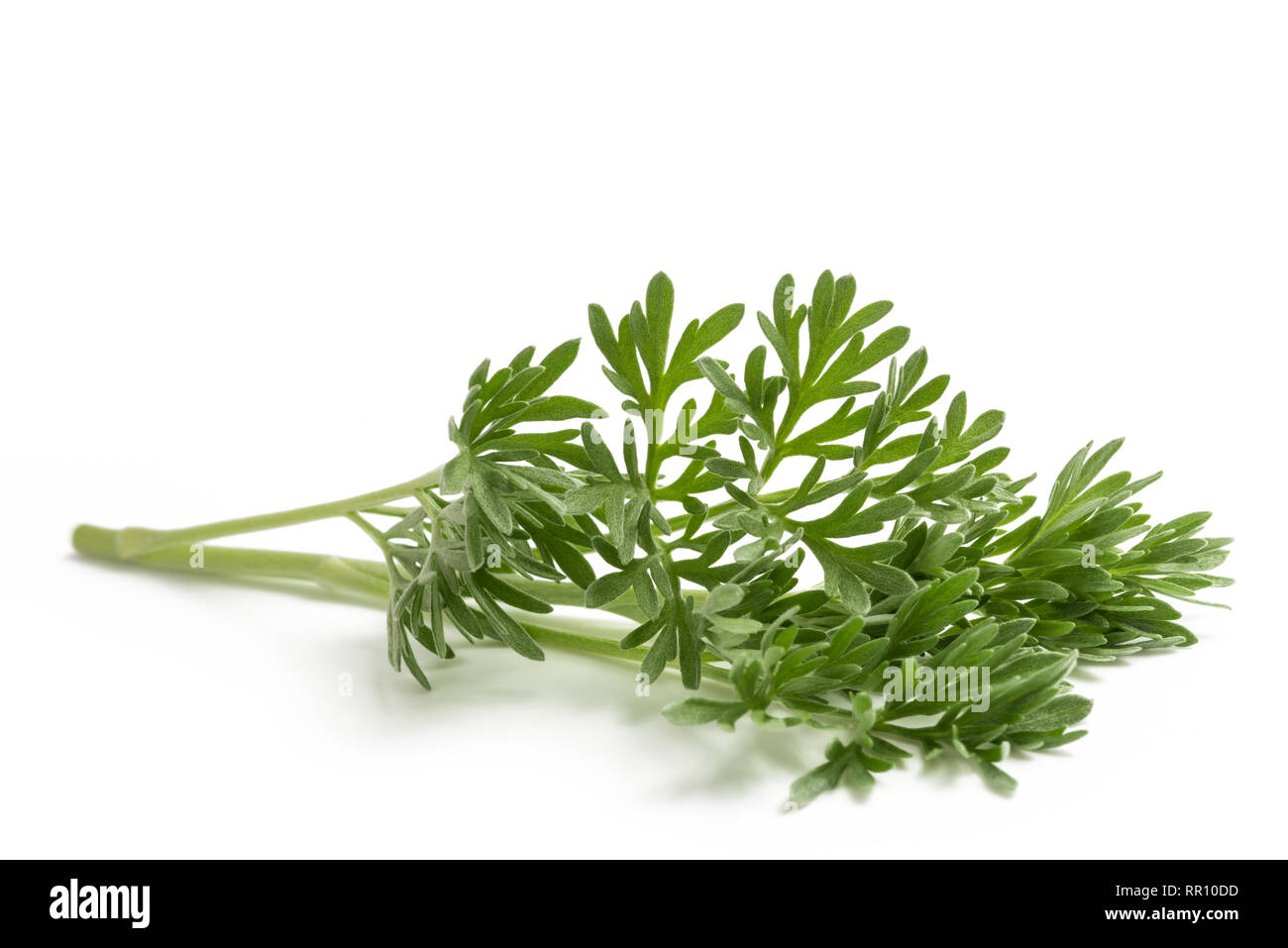 Artemisia Absinthium Zweig auf Weiß isoliert Stockfoto