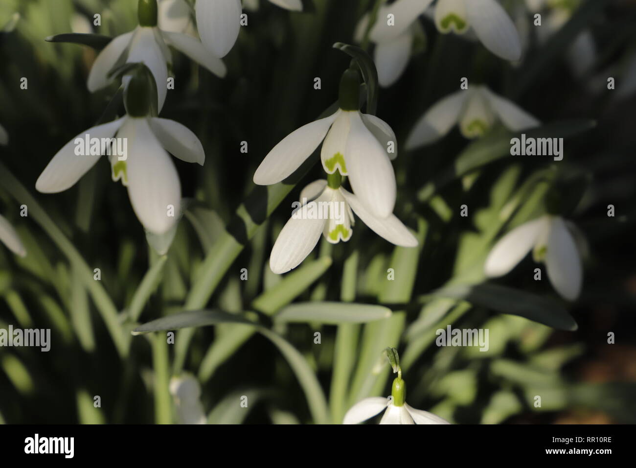Schneeglockchen Die Ersten Blumen Bluhen Im Fruhjahr Stockfoto