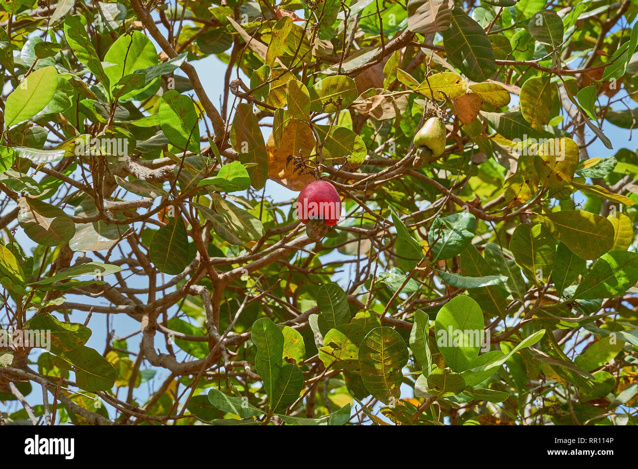 Red Cashew Früchte hängen an einem großen Baum in der Rupununi Savanne von Guyana Stockfoto