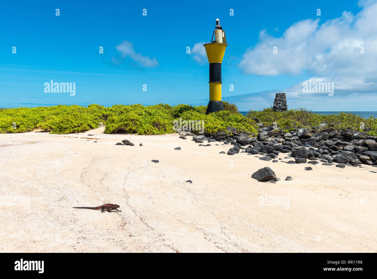 Espanola Marine iguana (Amblyrhynchus cristatus) zu Fuß bis zum Pazifischen Ozean auf einem Strand von Espanola Insel mit Leuchtturm, Galapagos, Ecuador. Stockfoto