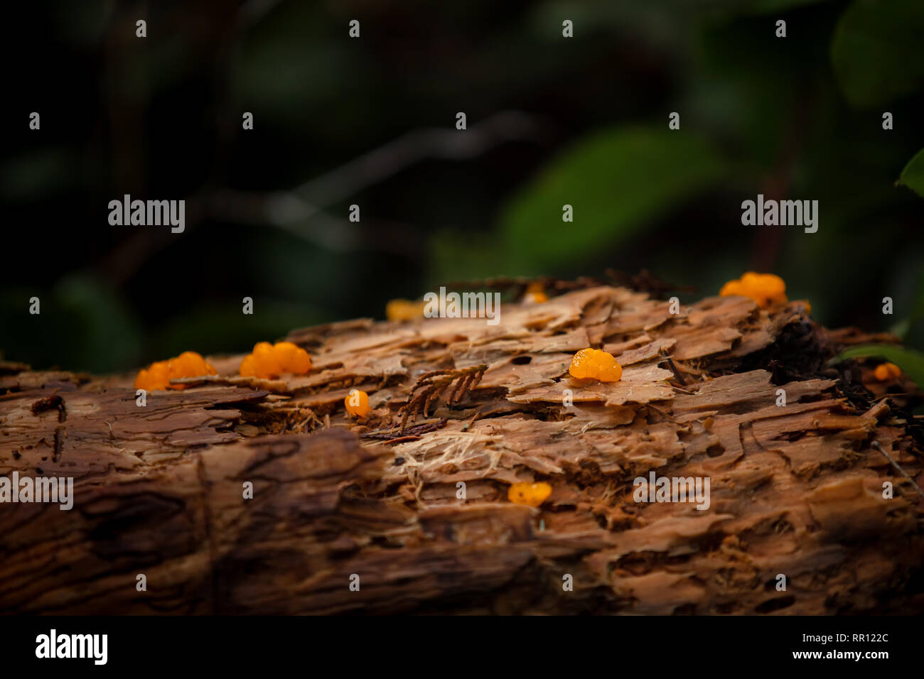 Hexen butter Pilz auf Log Stockfoto