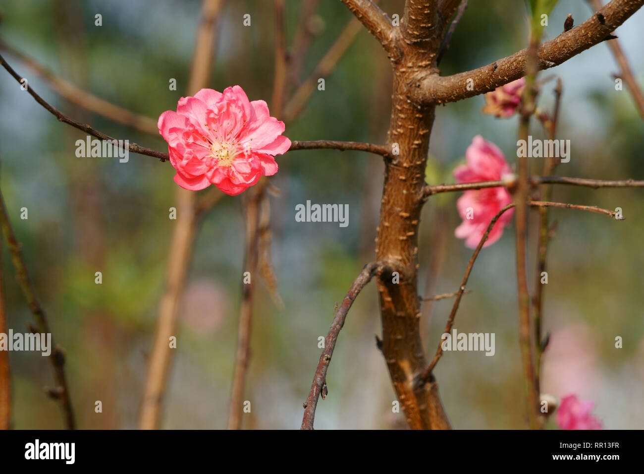 Pfirsichblüten blühen in den Frühlingspunkt Stockfoto