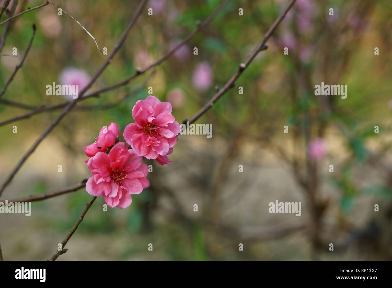 Peach Blossom in voller Blüte. Signale der Feder Stockfoto