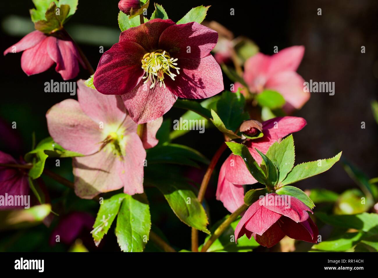Rosa Nieswurz Stockfoto