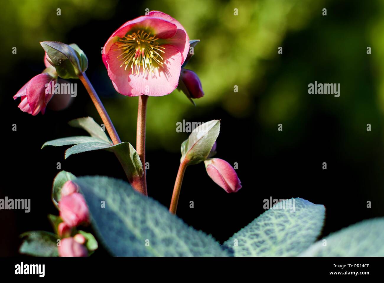 Flower's 'Dorothy Dawn' Stockfoto