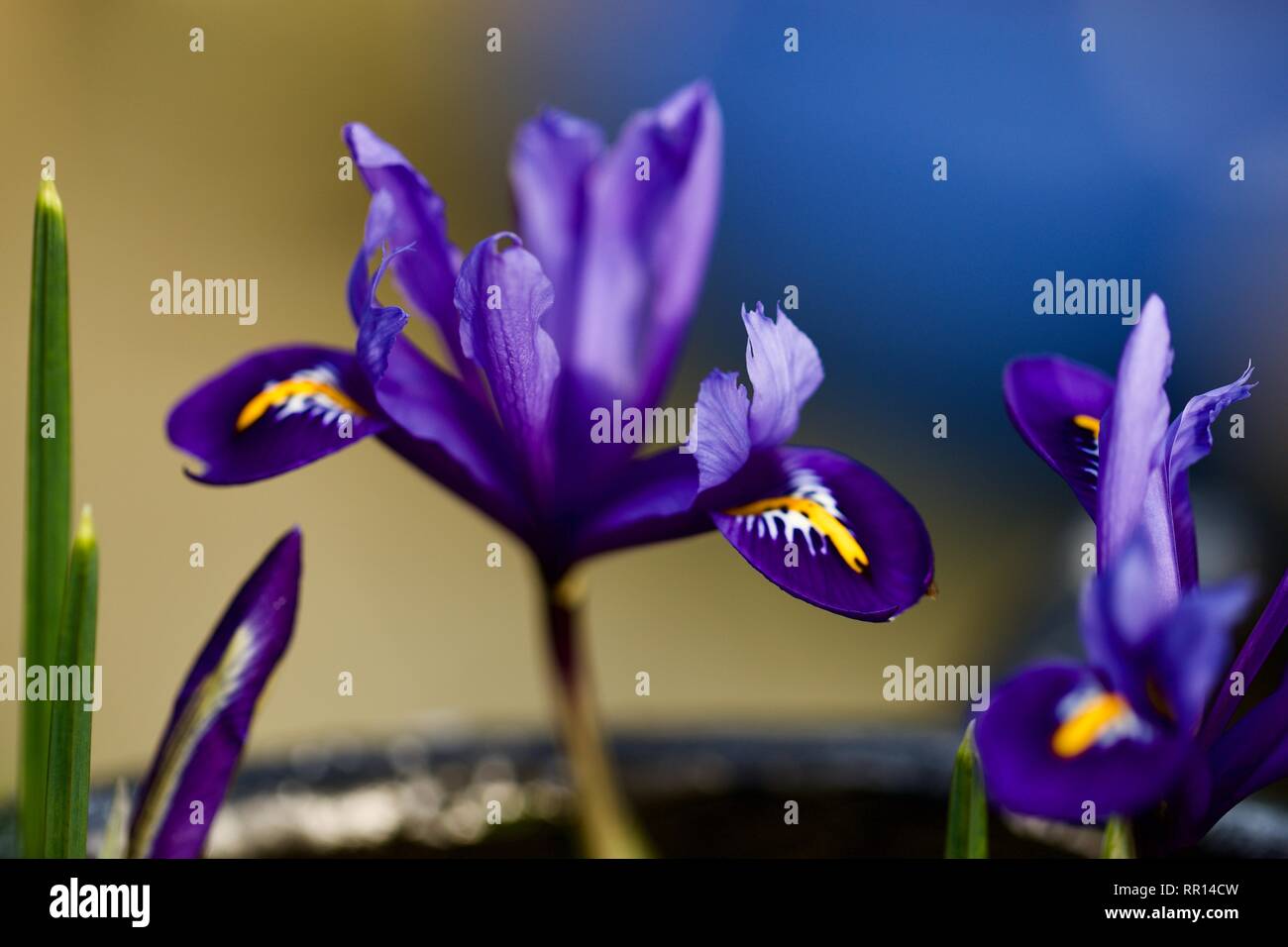Iris Reticulata 'Harmony' Stockfoto