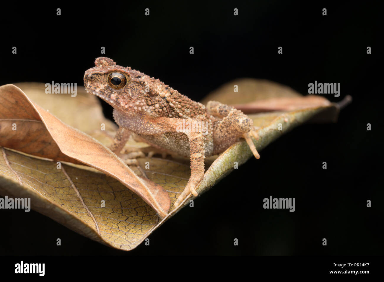 Weniger Strom Kröte Stockfoto