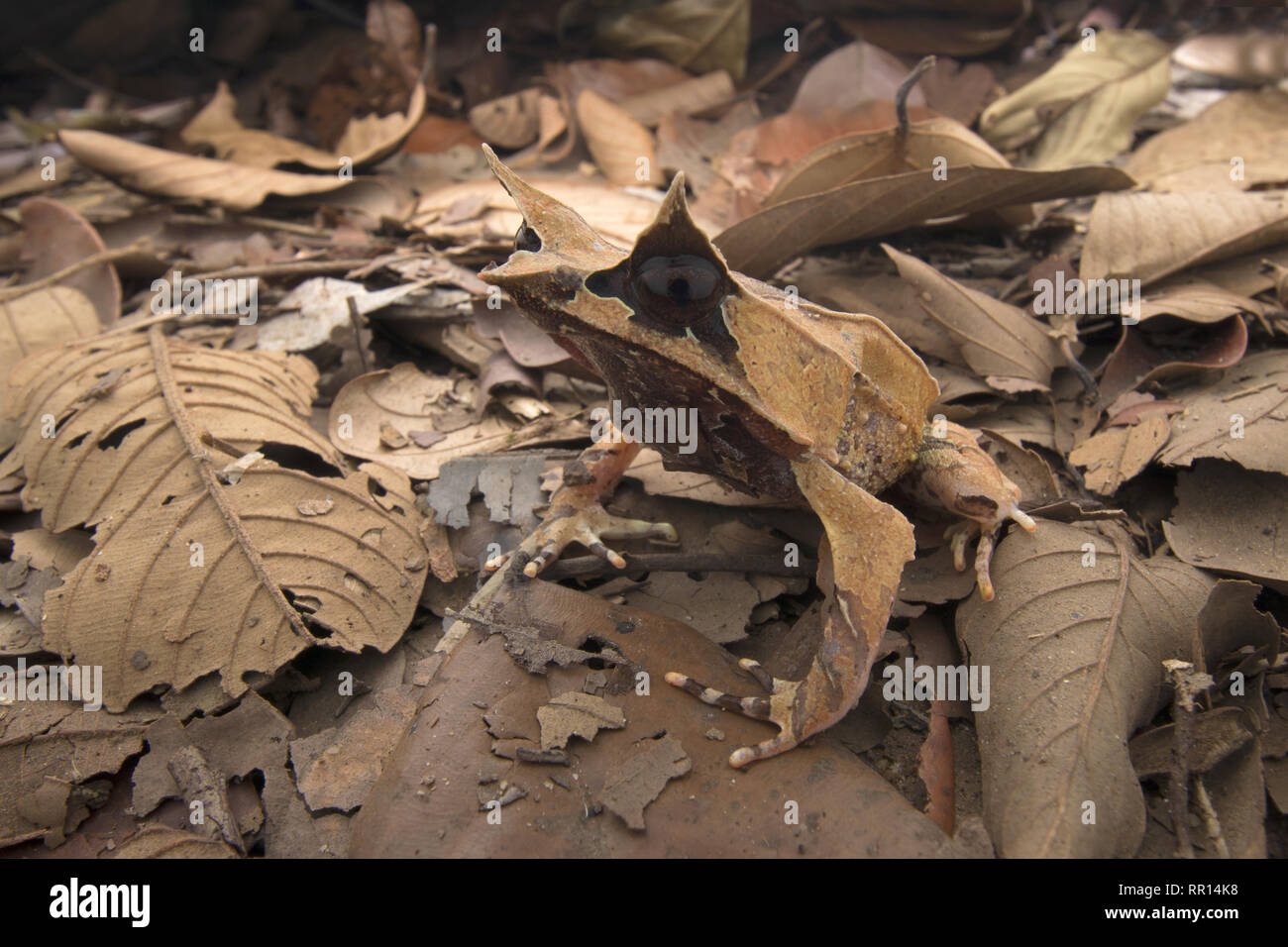 Malaiische Horned Frog Stockfoto