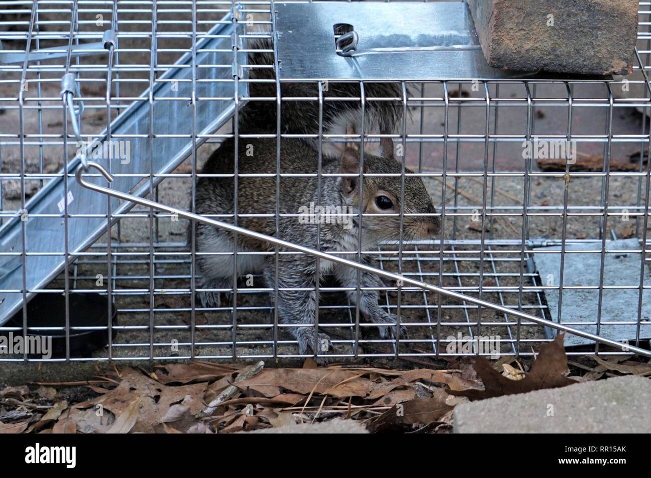 Eichhörnchen käfig -Fotos und -Bildmaterial in hoher Auflösung – Alamy