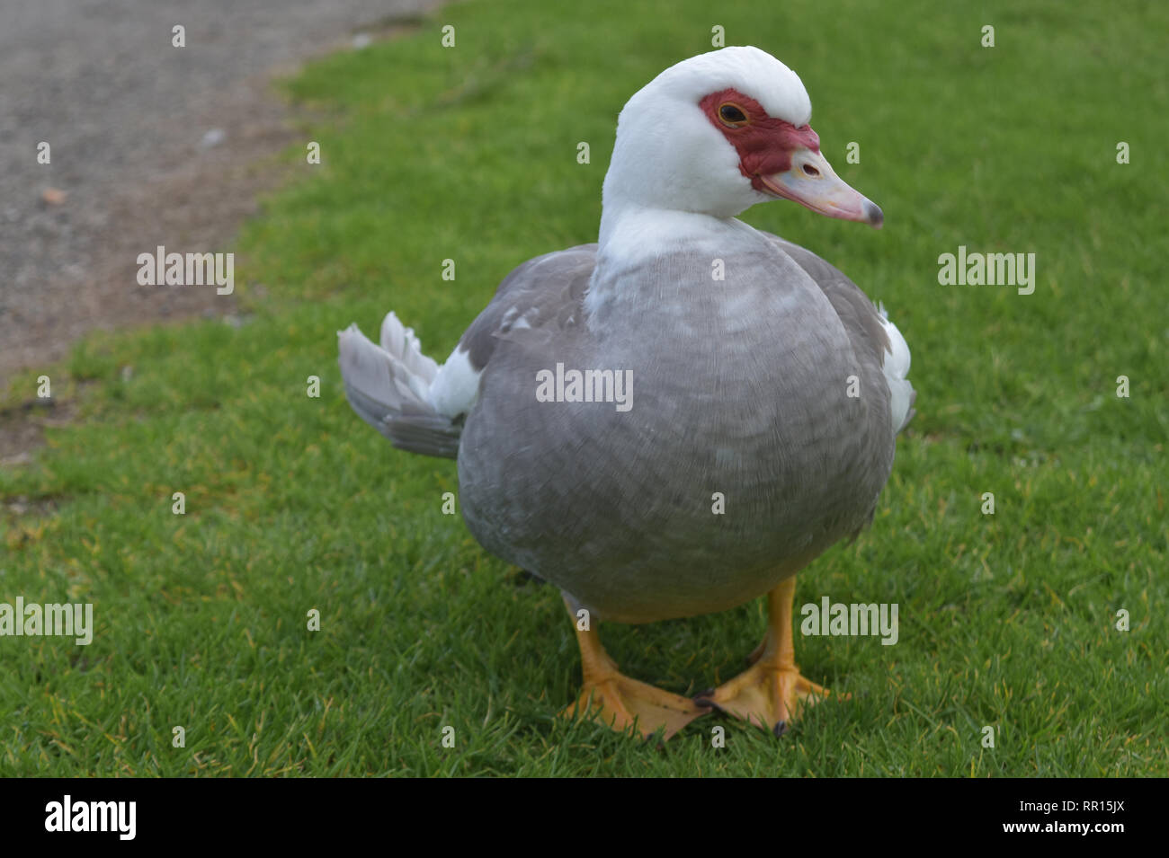 Süße weiße und graue Ente auf einem grasbewachsenen Hügel Stockfotografie -  Alamy