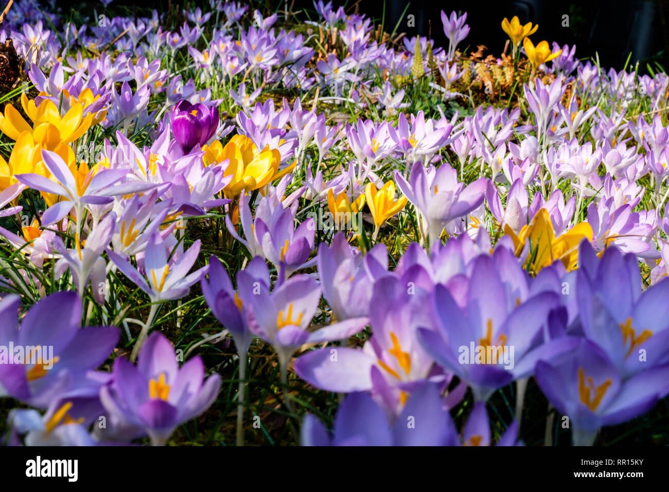 Gelb, Violett und dunkel Lila crocusses Stockfoto