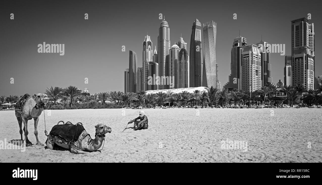 Die Kamele am berühmten Jumeirah Beach und Wolkenkratzer im Hintergrund, Dubai, Vereinigte Arabische Emirate Stockfoto