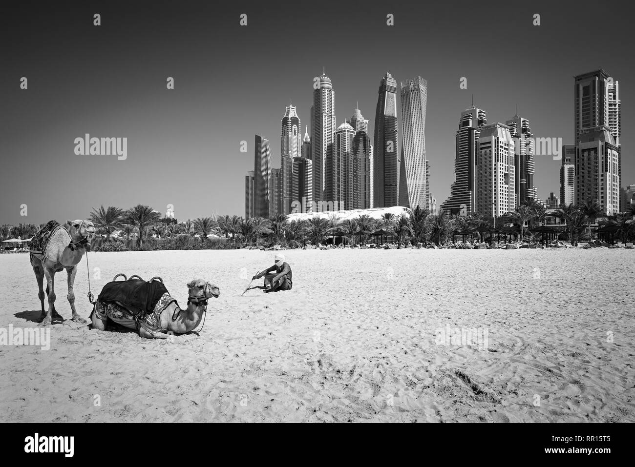 Kamele am berühmten Jumeirah Beach und Wolkenkratzer von Dubai Marina im Hintergrund, Dubai, Vereinigte Arabische Emirate Stockfoto