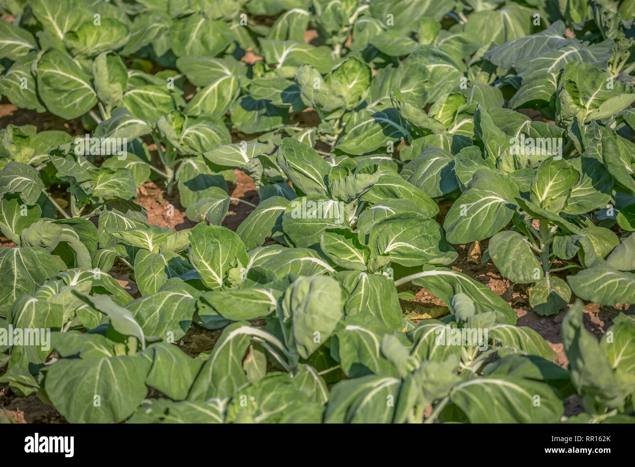 Blick auf einen Gemüsegarten mit Kohl, ökologische Landwirtschaft, mit all den handwerklichen Prozess der Kultivierung, in Portugal Stockfoto