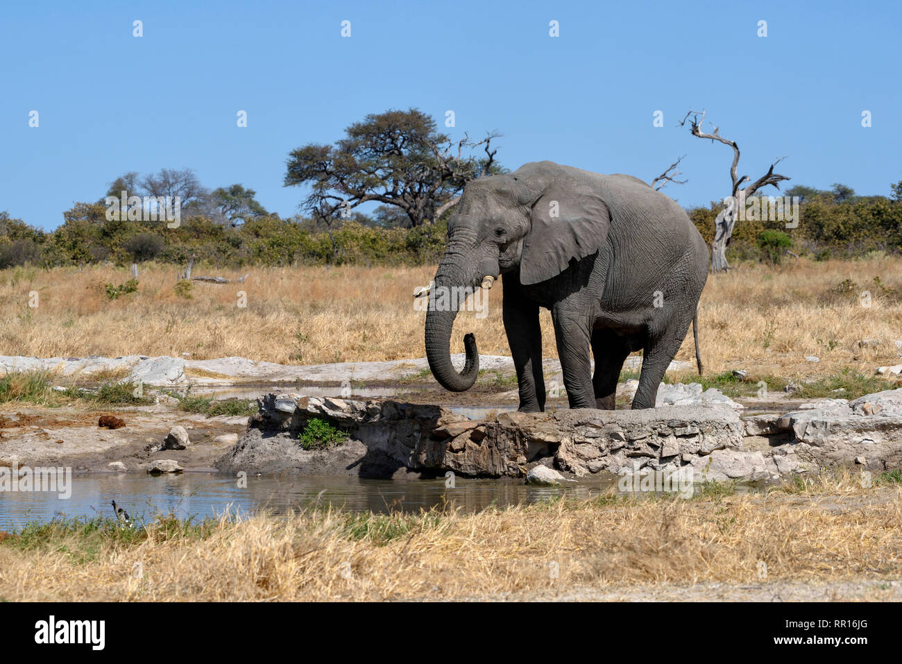Zoologie, Säugetiere (Mammalia), Elefant (Loxodonta africana) Während das Trinken an einer Wasserstelle, Savuti, C, Additional-Rights - Clearance-Info - Not-Available Stockfoto
