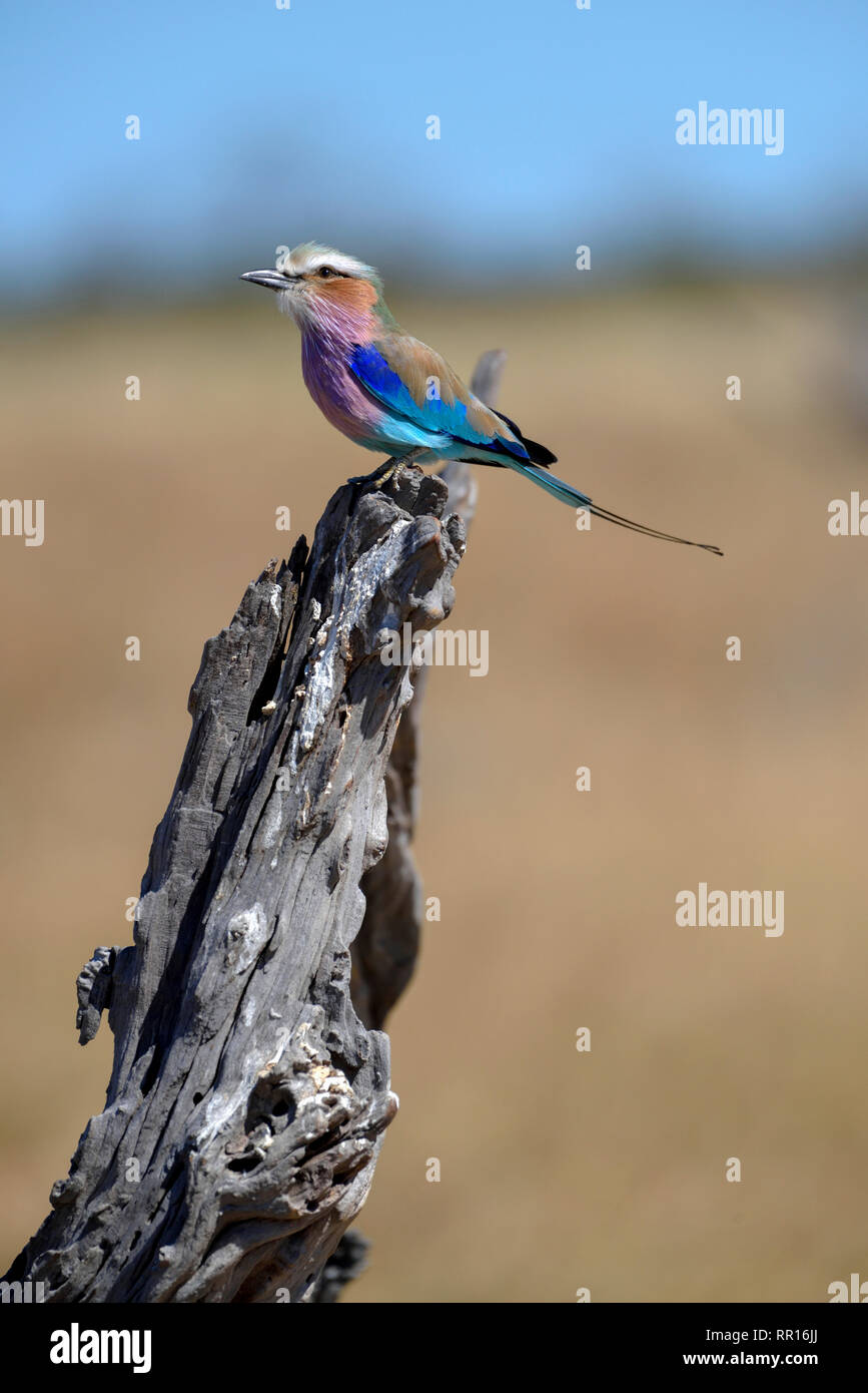 Zoologie, Vögel (Aves), Lilac-breasted Roller oder fork-tailed Walze (Coracias caudatus), Savuti, Chobe, Additional-Rights - Clearance-Info - Not-Available Stockfoto