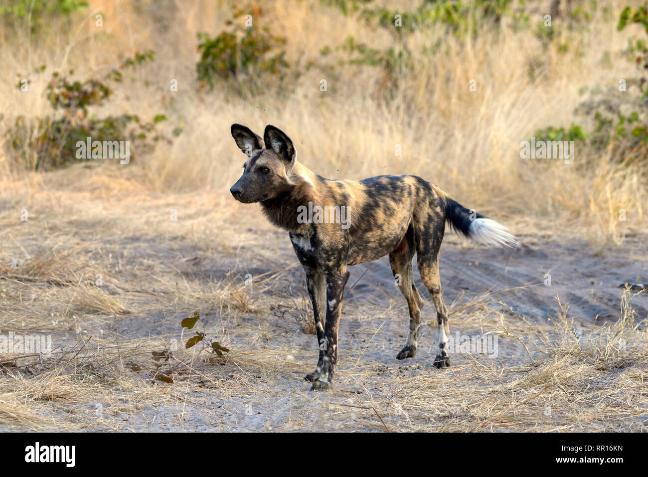 Zoologie, Säugetiere (Mammalia), Afrikanischer Wildhund (Lycaon pictus), Gomoti Genehmigungsbereich, Okavango Delta,, Additional-Rights - Clearance-Info - Not-Available Stockfoto