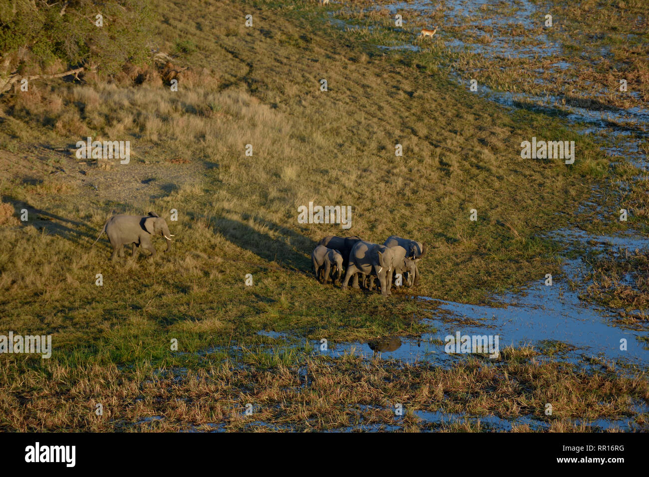 Zoologie, Säugetiere (Mammalia), Afrikanischer Elefant (Loxodonta africana), Luftbild, Gomoti Plain, Ok, Additional-Rights - Clearance-Info - Not-Available Stockfoto