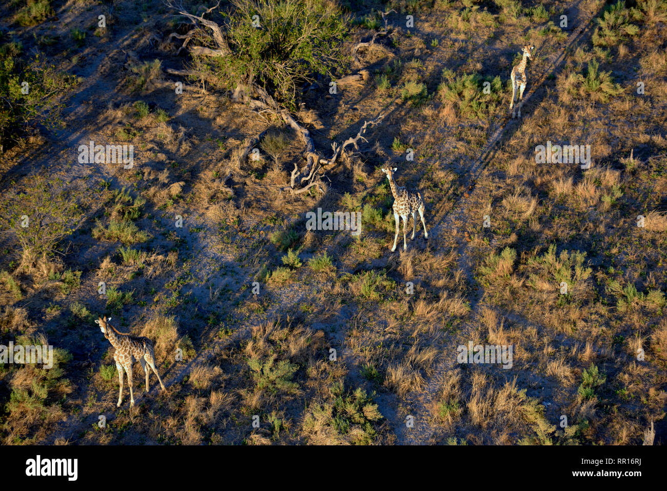 Zoologie, Säugetiere (Mammalia), Kap Giraffe (Giraffa Camelopardalis Giraffa), Luftbild, Gomoti P, Additional-Rights - Clearance-Info - Not-Available Stockfoto