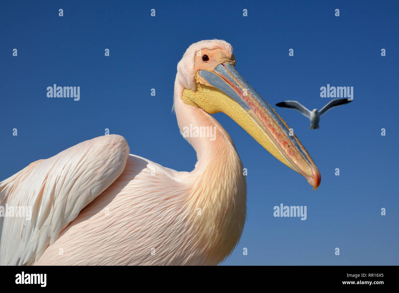 Zoologie, Vögel (Aves), Great White Pelican (Pelecanus onocrotalus) neben Pelican Point, die Lagune von Wa, Additional-Rights - Clearance-Info - Not-Available Stockfoto