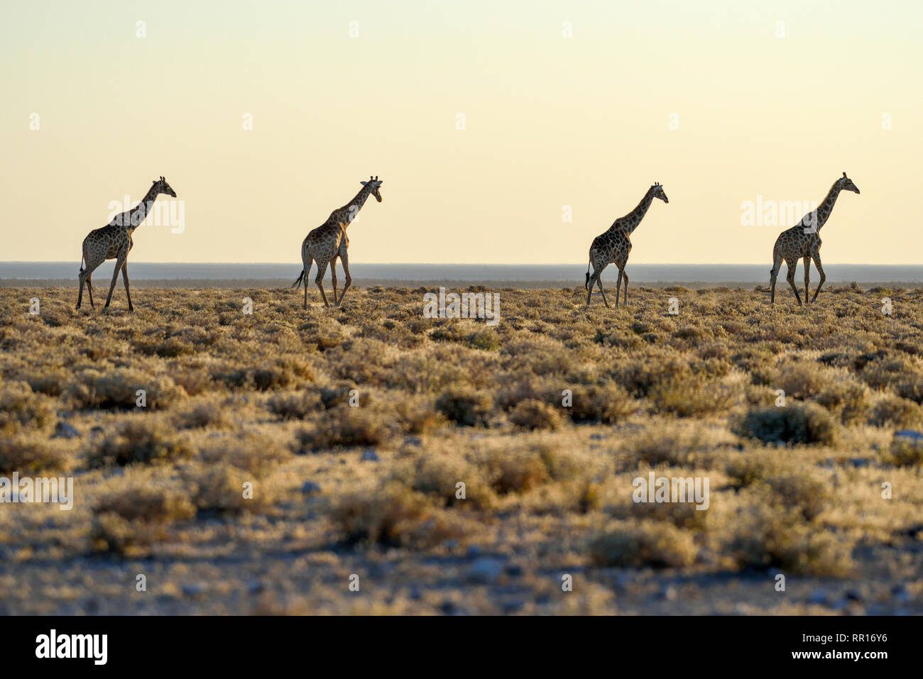 Zoologie, Säugetiere (Mammalia), Angola Giraffen (Giraffa Camelopardalis angolensis), neben Namutoni, Eto, Additional-Rights - Clearance-Info - Not-Available Stockfoto