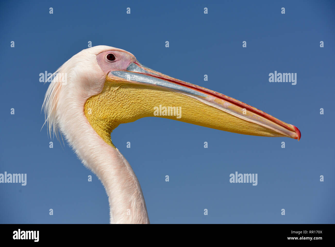 Zoologie, Vögel (Aves), Great White Pelican (Pelecanus onocrotalus), Porträt, neben Pelican Point, W, Additional-Rights - Clearance-Info - Not-Available Stockfoto