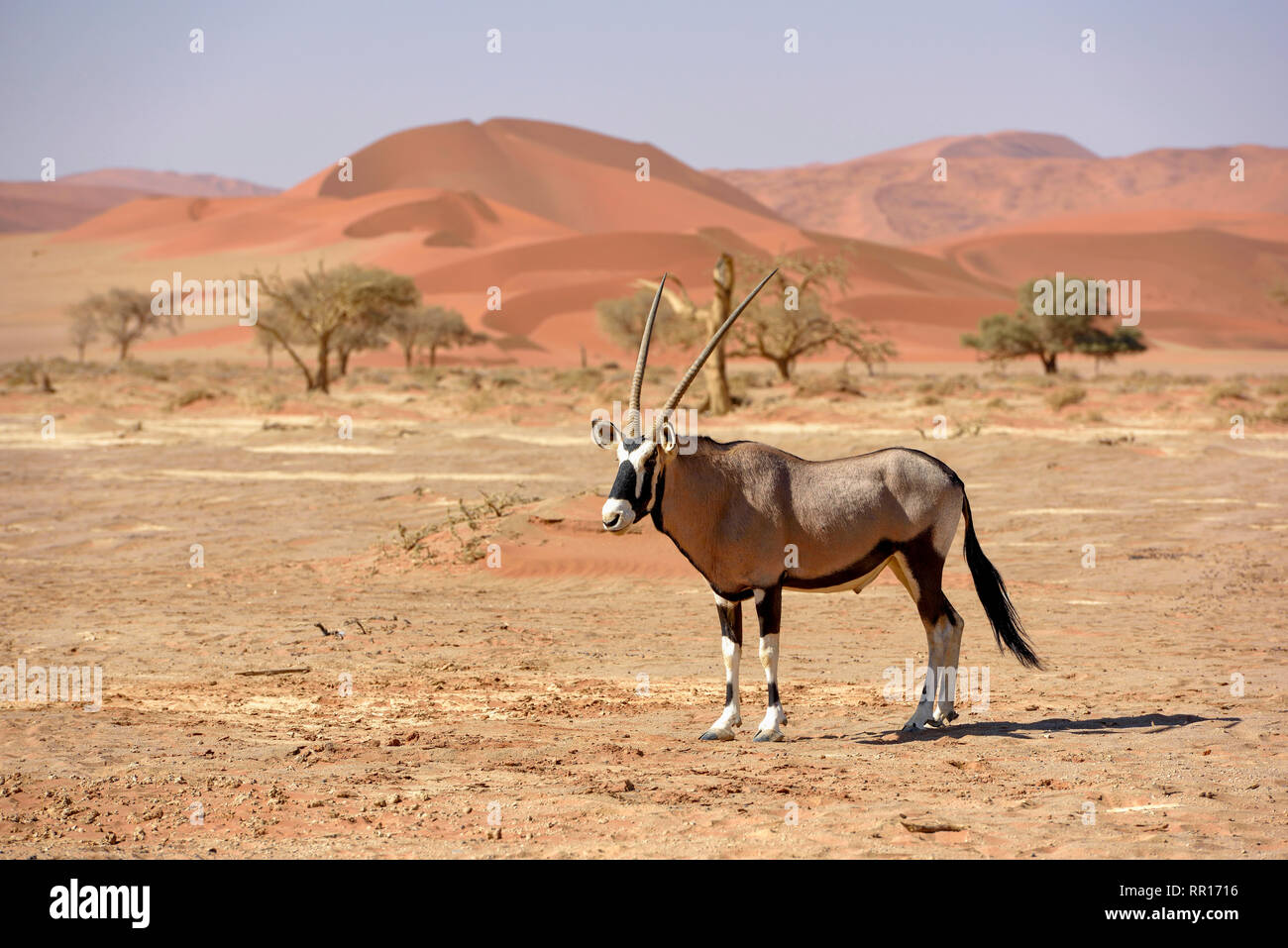 Zoologie, Säugetiere (Mammalia), Oryx oder Oryx (Oryx gazella), weiter zum Sossusvlei, Namib Wüste Namib Na, Additional-Rights - Clearance-Info - Not-Available Stockfoto