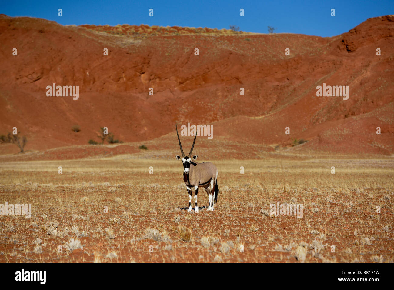 Zoologie, Säugetiere (Mammalia), Oryx (Oryx gazella) in kargen Landschaft, Godwana Namib Park, neben Se, Additional-Rights - Clearance-Info - Not-Available Stockfoto