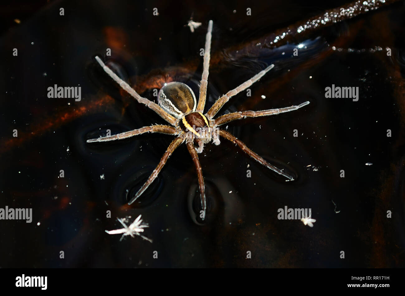 Weibliche Floß oder Sumpf Spider auf Dorset Heide, Moor. Juni Stockfoto