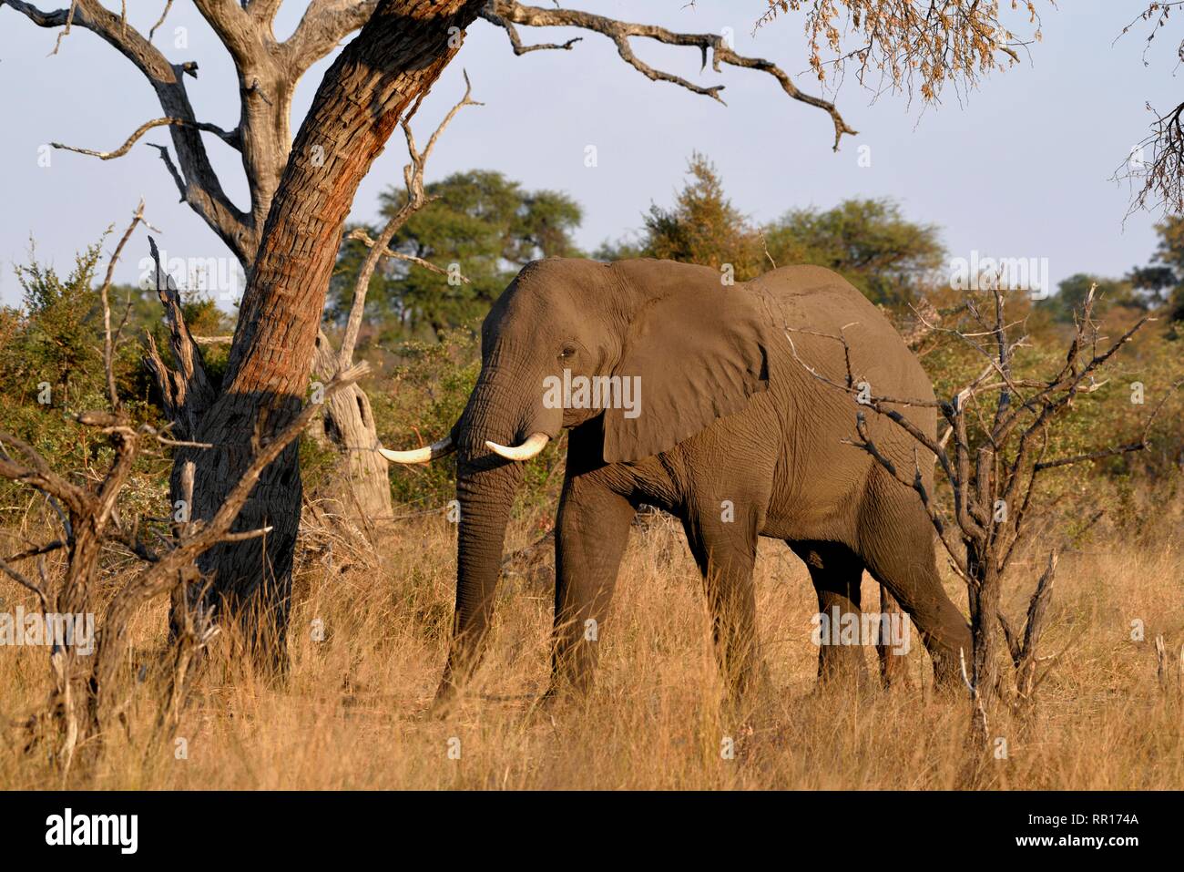 Zoologie, Säugetiere (Mammalia), Afrikanischer Elefant (Loxodonta africana), Bwabwata National Park, Caprivi Str, Additional-Rights - Clearance-Info - Not-Available Stockfoto