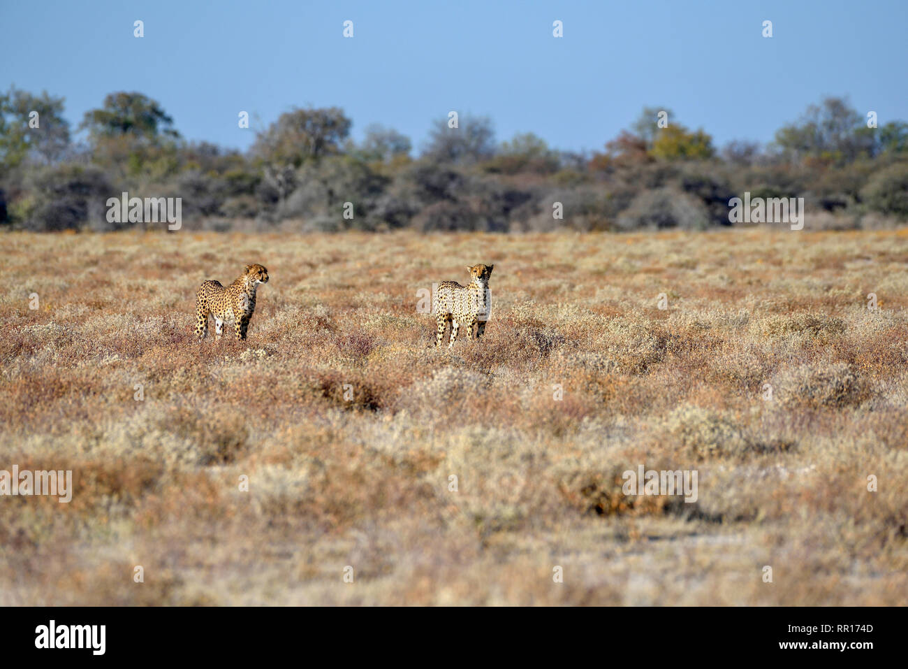 Zoologie, Säugetiere (Mammalia), zwei Geparden (Acinonyx jubatus), männliche Tiere, die von Namutoni, Etosha Na, Additional-Rights - Clearance-Info - Not-Available Stockfoto