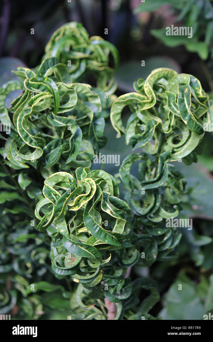 Atemberaubende, makellose Croton-Codiaeum, vielbunter Croton, lockige Jungpflanze, die auf der sonnigen Wiese wächst. Stockfoto