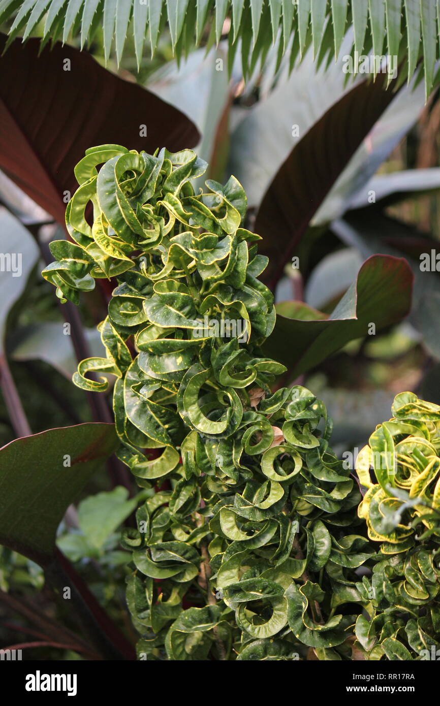 Atemberaubende, makellose Croton-Codiaeum, vielbunter Croton, lockige Jungpflanze, die auf der sonnigen Wiese wächst. Stockfoto