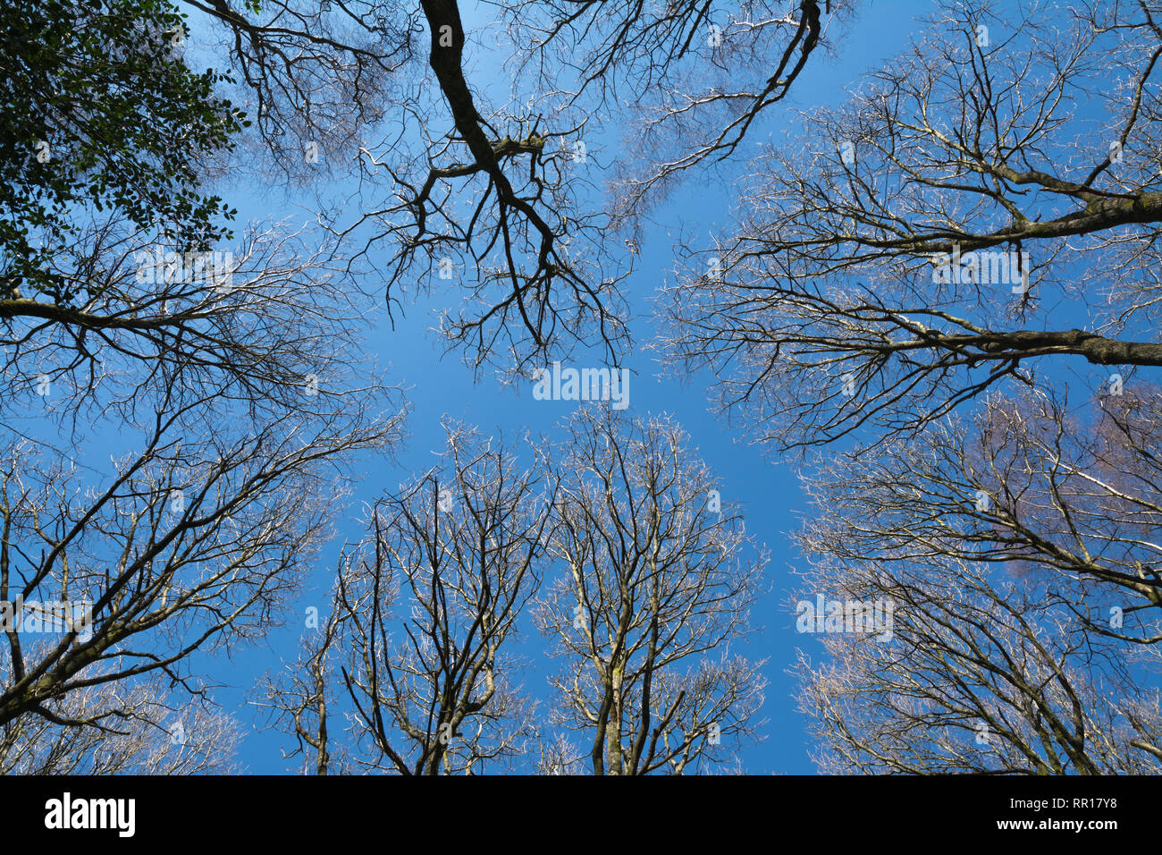 Die hurtwood in der Surrey Hills Gebiet von außergewöhnlicher natürlicher Schönheit, UK, sah hinauf in die Baumkronen an einem sonnigen Wintertag Stockfoto