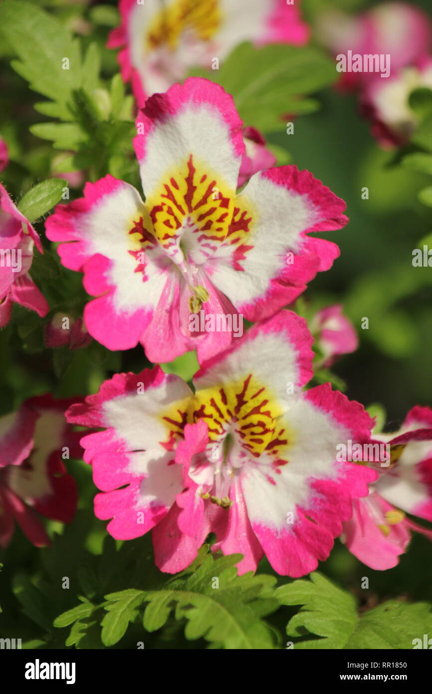 Schöne und strahlende Poor Man's Orchid, Schizanthus x wisetonensis Atlantis Mix, Lamiaceae, rosa und weißen Blüten. Stockfoto