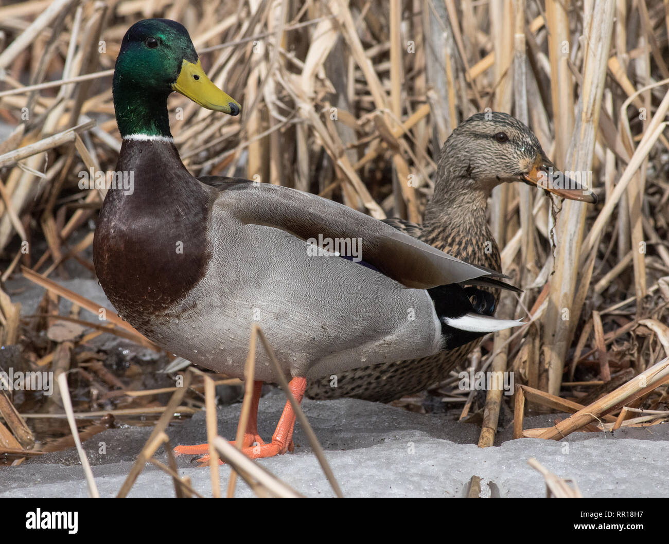 Eine stockente Erpel und Henne sind in Alarmbereitschaft in Cheyenne, Wyoming Stockfoto