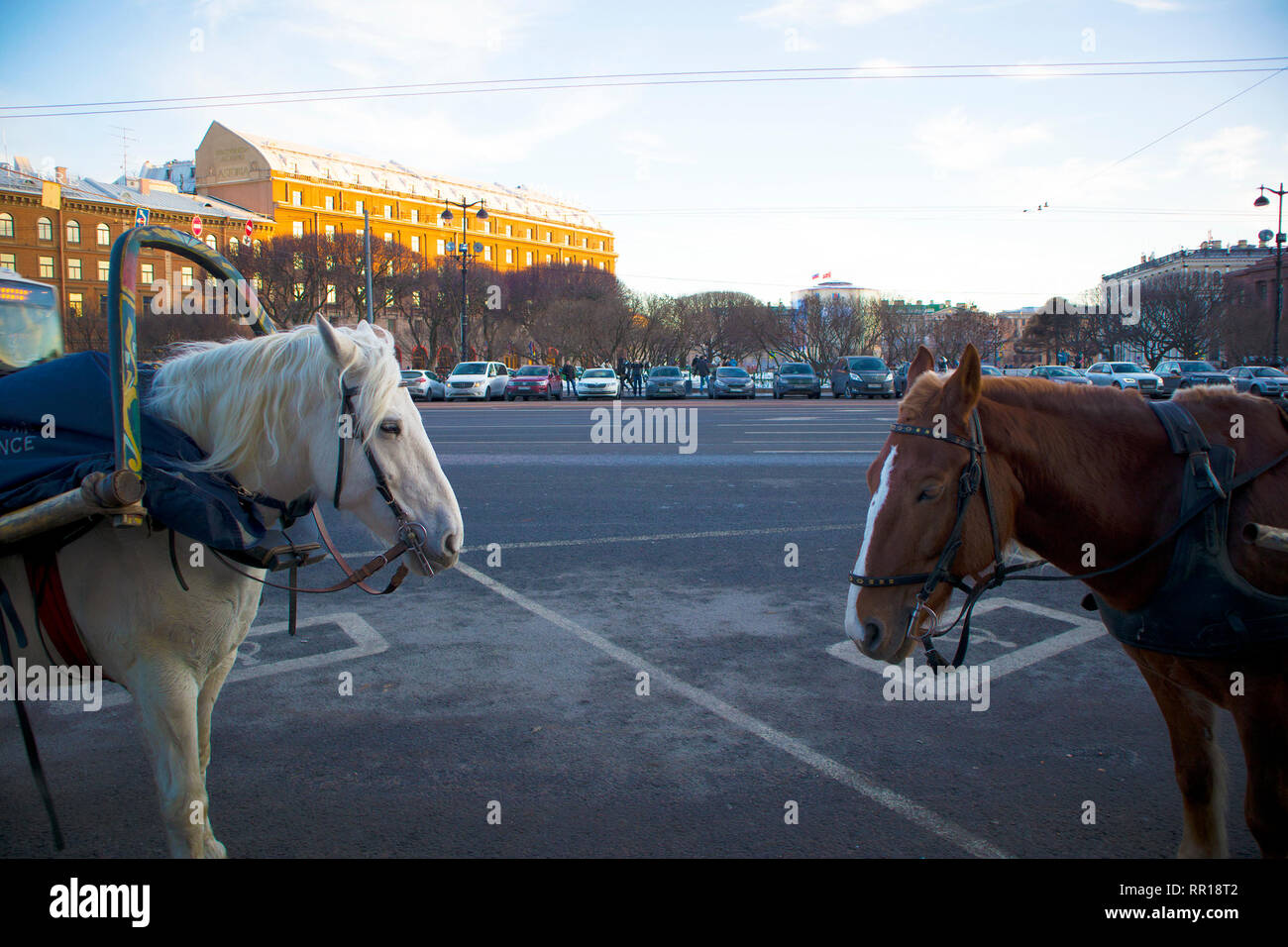 Zwei süße spannte Pferde warten auf Passagiere für City Walk in der Kutsche Stockfoto