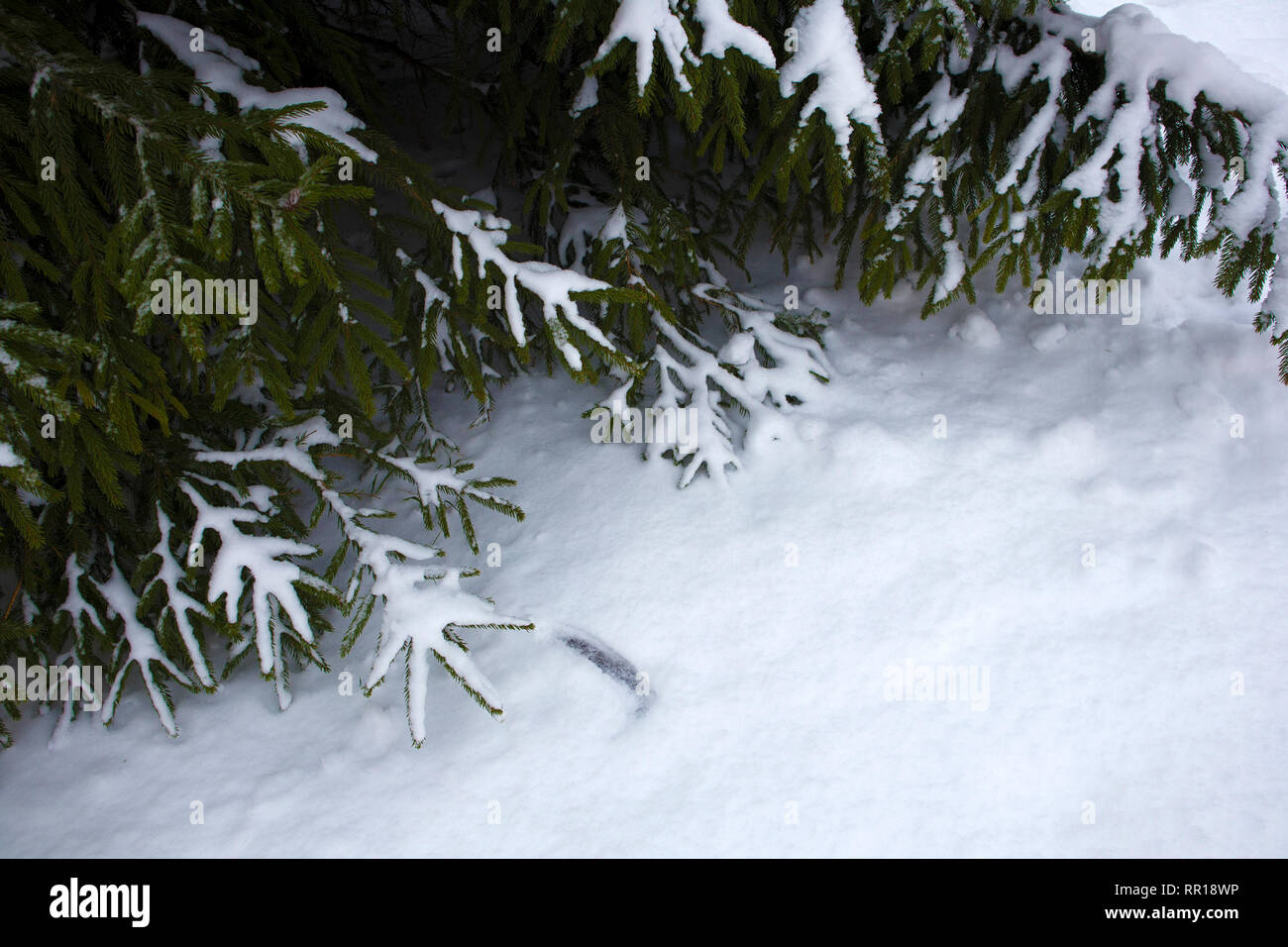 Winter Forest, gefroren Tannenzweigen mit Schnee bedeckt. Winter Stimmung Stockfoto