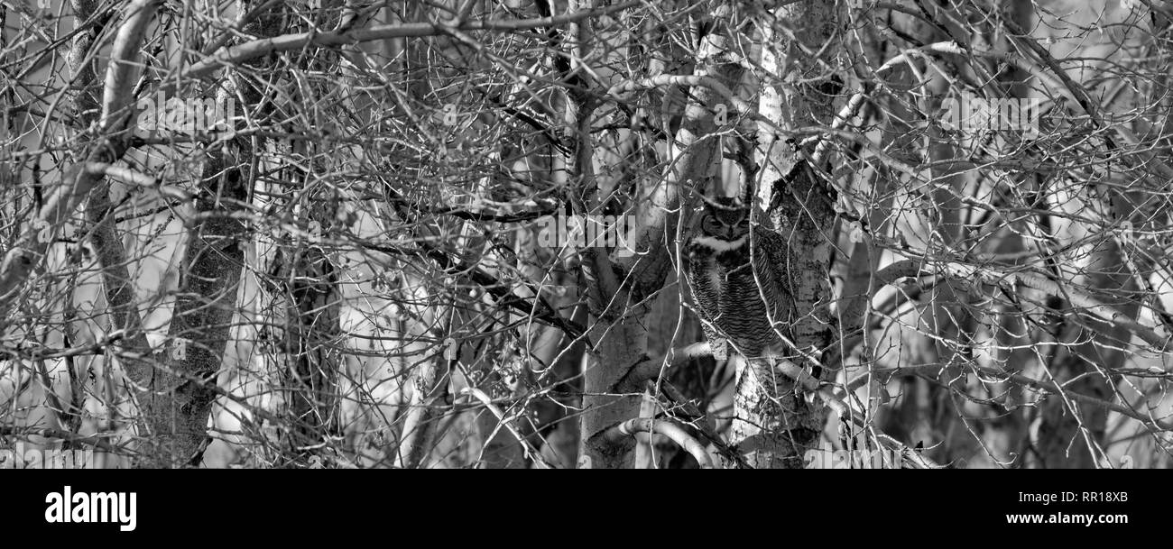 Manchmal Weisheit kann schwer zu finden; diese Große-horned Owl ist unter den Pappeln in der Nähe von Cheyenne, Wyoming getarnt Stockfoto