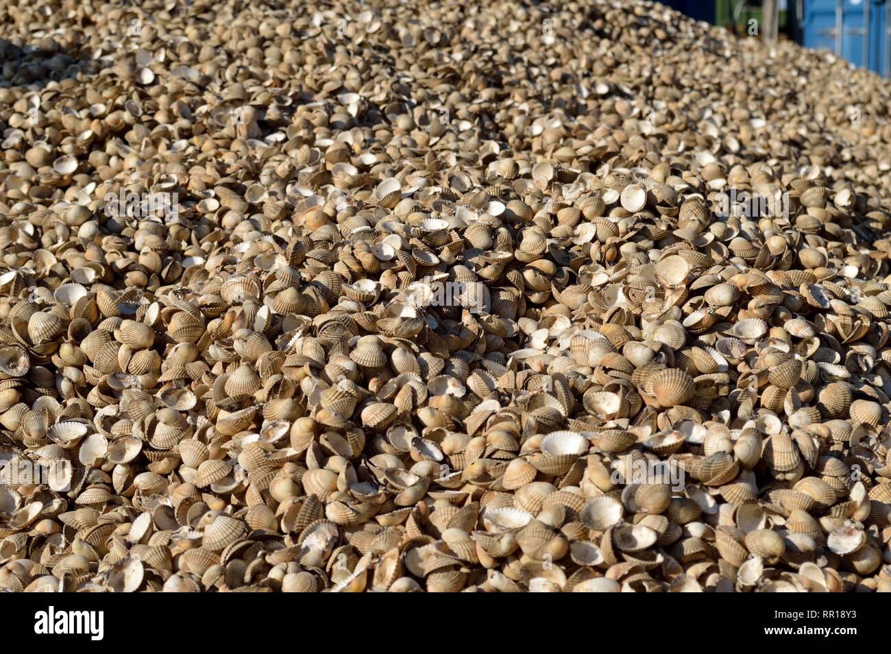 Stapel der leeren Herzmuscheloberteilen Stockfoto