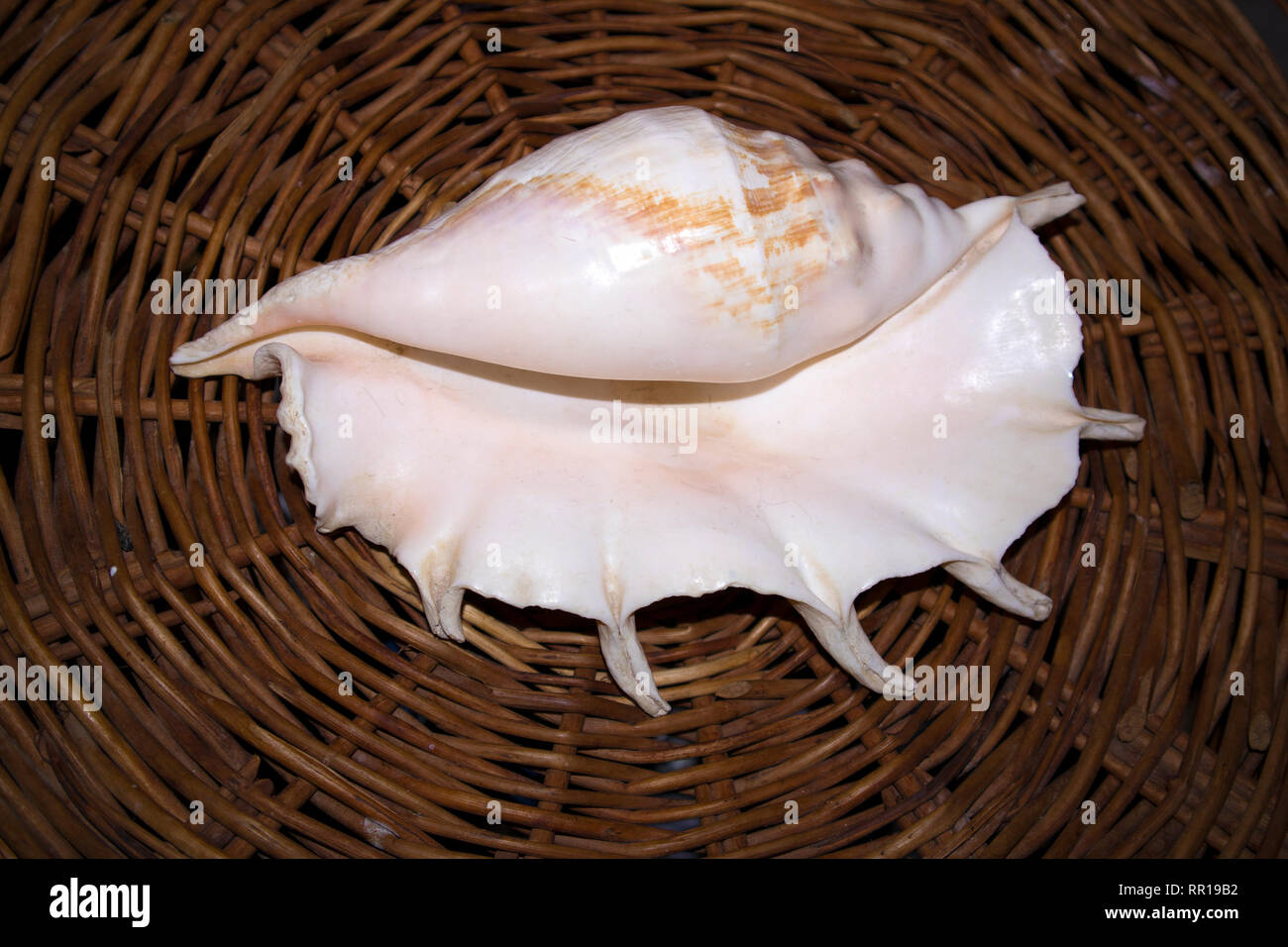 Riesige weiße Muschel mit Perle Ton liegt auf einer Weide stehen Stockfoto