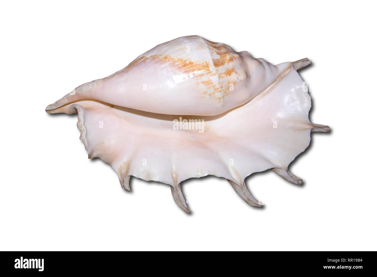 Riesige weiße Muschel mit Perle Ton auf weißem Hintergrund Stockfoto
