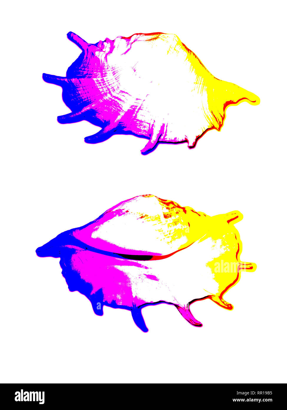 Zwei weiße Muscheln auf weißem Hintergrund, nachbearbeitete Foto mit geänderten Überschleifmodus Stockfoto