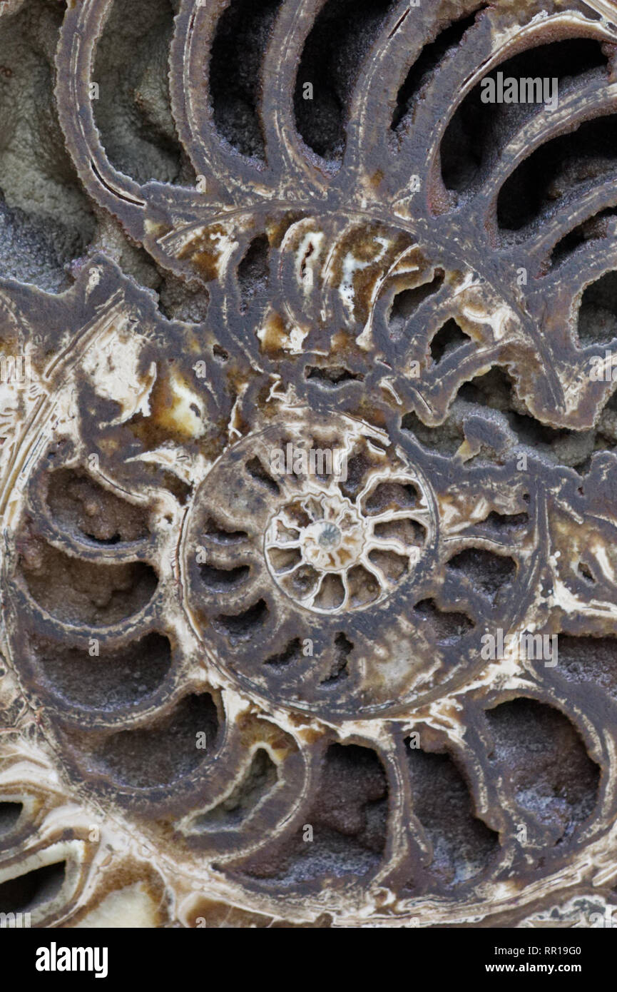 Dekorative Ammonit fossil Stockfoto