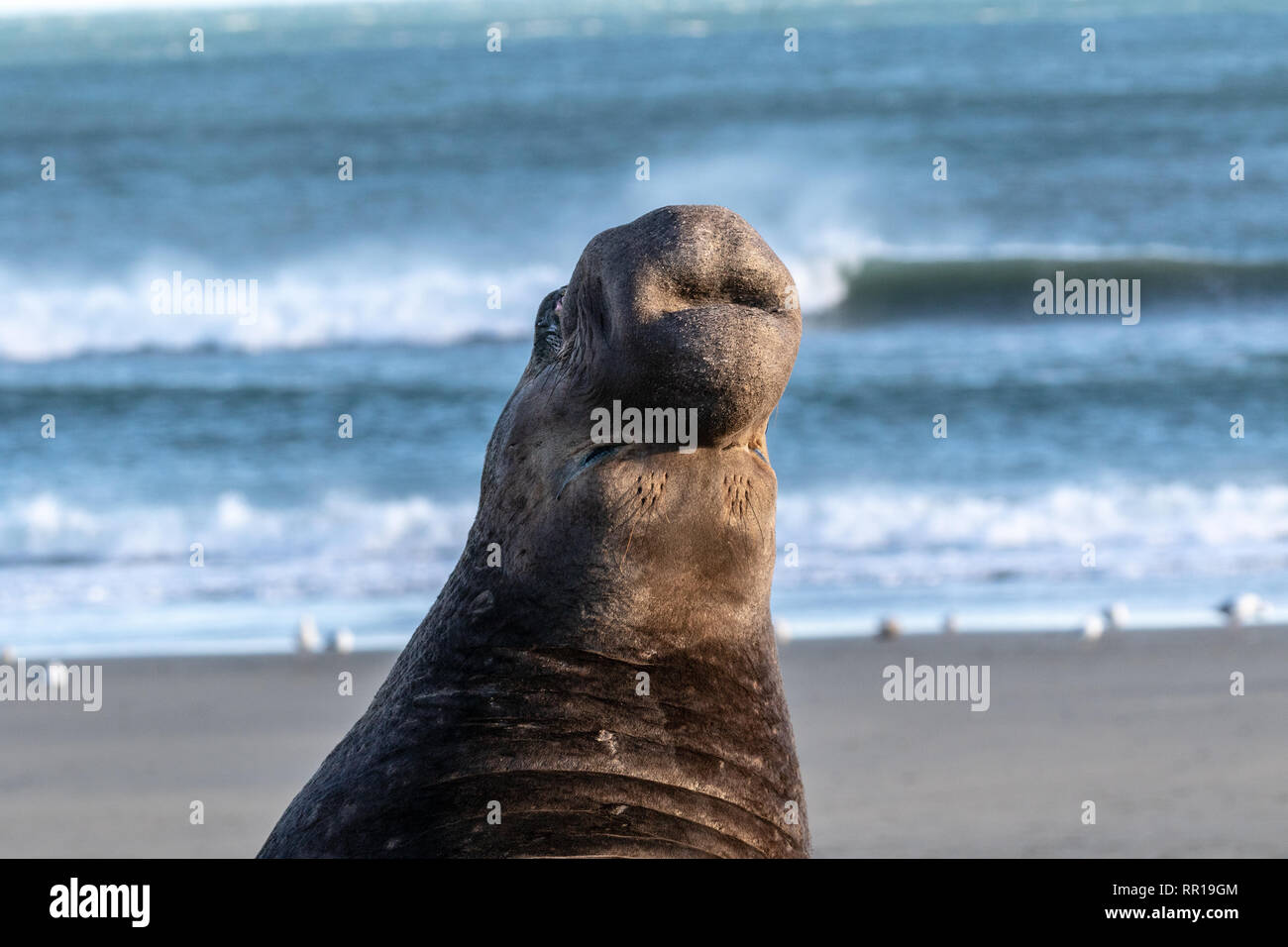 Männliche Northern elephant Seal anzeigen auf dem Strand in der Drake Bay, Teil des Point Reyes National Seashore in Kalifornien. Männchen unterscheiden sich b Stockfoto