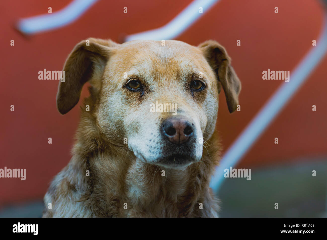 Foto, ein sehr interessanter und geheimnisvoller Blick eines Tieres. Wahre instict Freund mit einem schönen Blick. Stockfoto